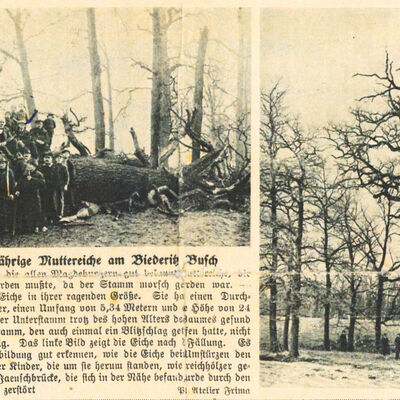 Bild vergrößern: Muttereiche - Artikel